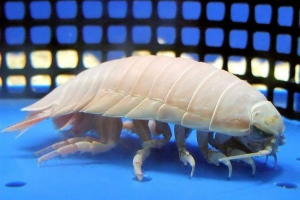 Giant isopod - taka mokra ni skrita pod vlažno krpo!